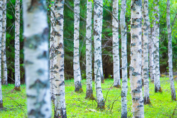 Summer birch forest view from Sotkamo, Finland.