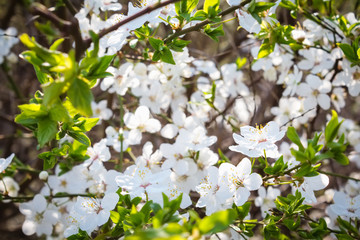 Blooming tree branch covered with beautiful white small flowers in early spring