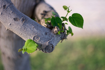 Beautiful plants in the garden