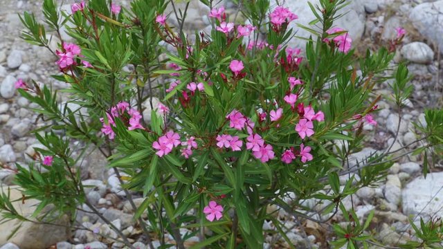 Beautiful cloudy scenic landscape. Dry stony bottom of river and closeup top view of beautiful pink flowers growing in hard soil. Taurus mountains area in Turkey, Beldibi.