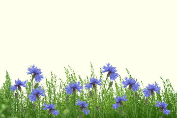 Obraz na płótnie Canvas Field cornflower blue flowers against the background of the summer landscape.