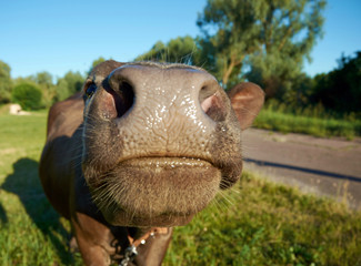 Close-up photo of cow's nose