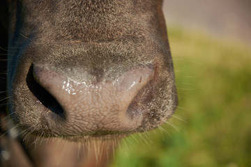 Cow's nose close-up