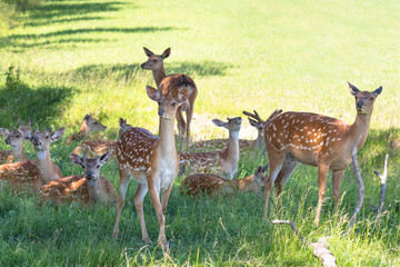 Naklejka na ściany i meble A herd of spotted deer resting on the grass in the shade of a tree