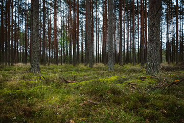 Pine and conifer forest in Latvia
