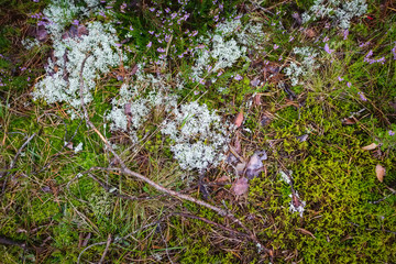 Pine and coniferous forest in Latvia with moss