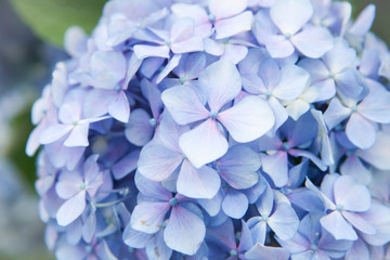 夏にいっぱい咲く水色の紫陽花