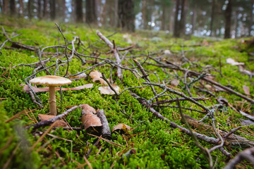 Russula mushroom hidden under dry leaves