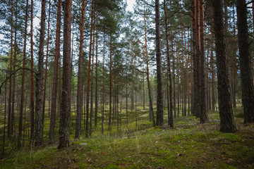 Fototapeta premium Pine and coniferous forest in Latvia with moss