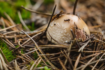 Russula mushroom hidden under dry leaves