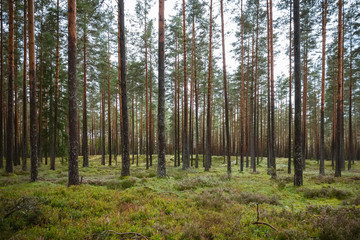 Obraz premium Lasy sosnowe i iglaste na Łotwie z mchem