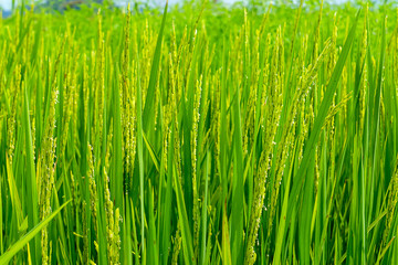 Rice plant in rice fields.
