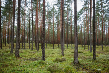 Pine and coniferous forest in Latvia with moss