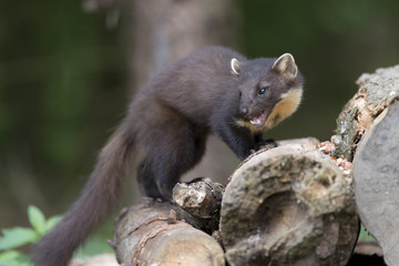 Female Pine Marten (Martes martes) on log pile