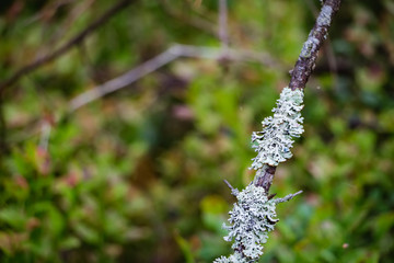 Pine and coniferous forest in Latvia with moss