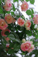 Beautiful pink roses in a summer garden.