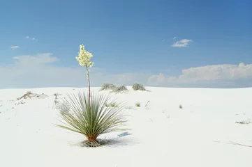 Cercles muraux Sécheresse Yucca en fleurs sur le sable blanc brillant du désert