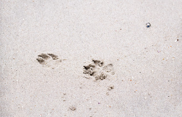 The footprints of animals that walk on the beach by the sea