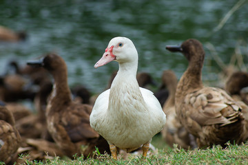 close up view of a white duck looking