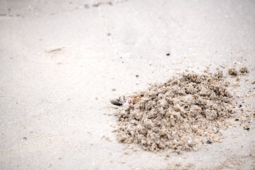 The hole was dug by crabs to nest in the sand by the sea