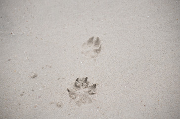 The footprints of animals that walk on the beach by the sea