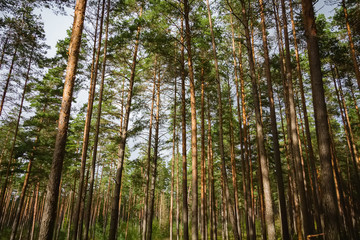 Fototapeta na wymiar Pine and coniferous forest in Latvia with moss