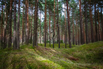 Pine and coniferous forest in Latvia with moss