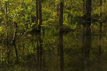 small shady forest lake with reflections of surrounding trees