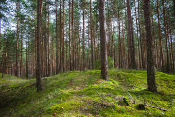 Obraz premium Lasy sosnowe i iglaste na Łotwie z mchem