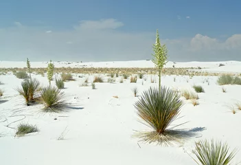 Foto op Canvas Flowering yucca plant on brilliant white desert sand © John Wijsman
