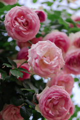 Beautiful pink roses in a summer garden.