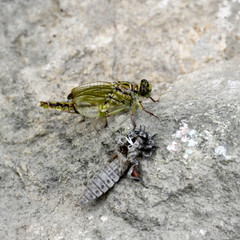 the birth of a green dragonfly from the larvae closeup.