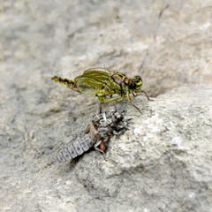 the birth of a green dragonfly from the larvae closeup.