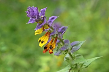 Hain-Wachtelweizen (Melampyrum nemorosum) am Meissner 
