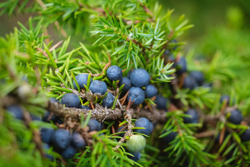 Juniperus berries used as a spice, particularly in European cuisine