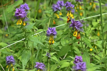 Hain-Wachtelweizen (Melampyrum nemorosum) am Meissner 
