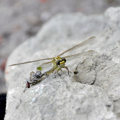 the birth of a green dragonfly from the larvae closeup.