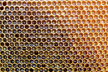 Background texture and pattern of a section of wax honeycomb from a bee hive filled with golden honey in a full frame view.