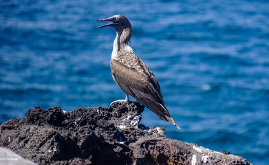 Blue footed  booby, San Cristobal, Galapagos
