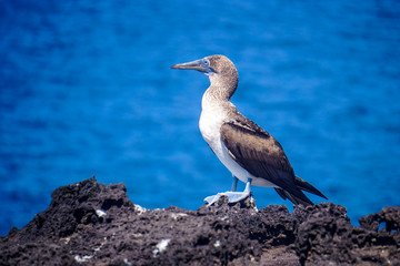 Blue footed  booby, San Cristobal, Galapagos