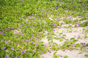 beach morning-glory, depending on beach is inhibited poisonous jellyfish Insect bites , Songkhla Province, Thailand