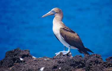 Obraz na płótnie Canvas Blue footed booby, San Cristobal, Galapagos
