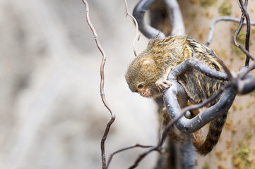 Ouistiti pygmée