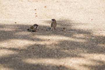 Sparrow are in love in the morning bright   