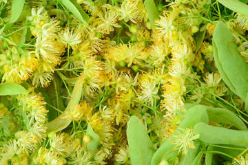 Flower background of linden. Flower tea from linden.