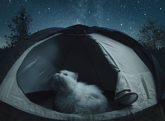 Big white cat sitting in the tent and looks at the stars. Outdors. Moon Light