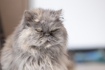 Chat persan gris