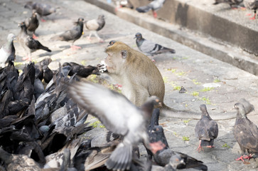 Obraz premium Monkey eating rice happily in the morning