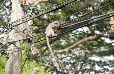 The monkey is eating pineapple. On the electrical wire in the daytime happily