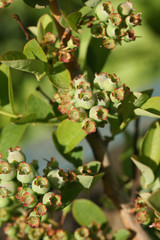 Berries of blueberry ripen in summer